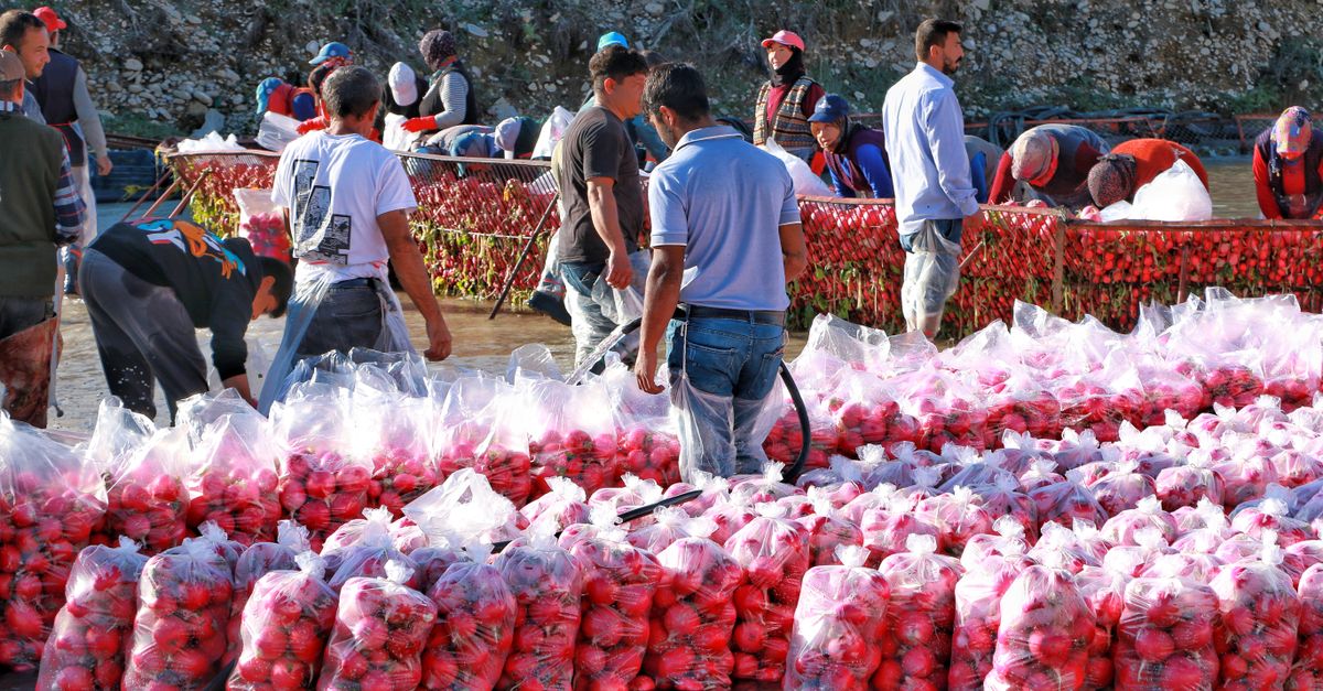 Bawang Merah Wirosari: Strategi Adaptasi di Tengah Perubahan Iklim