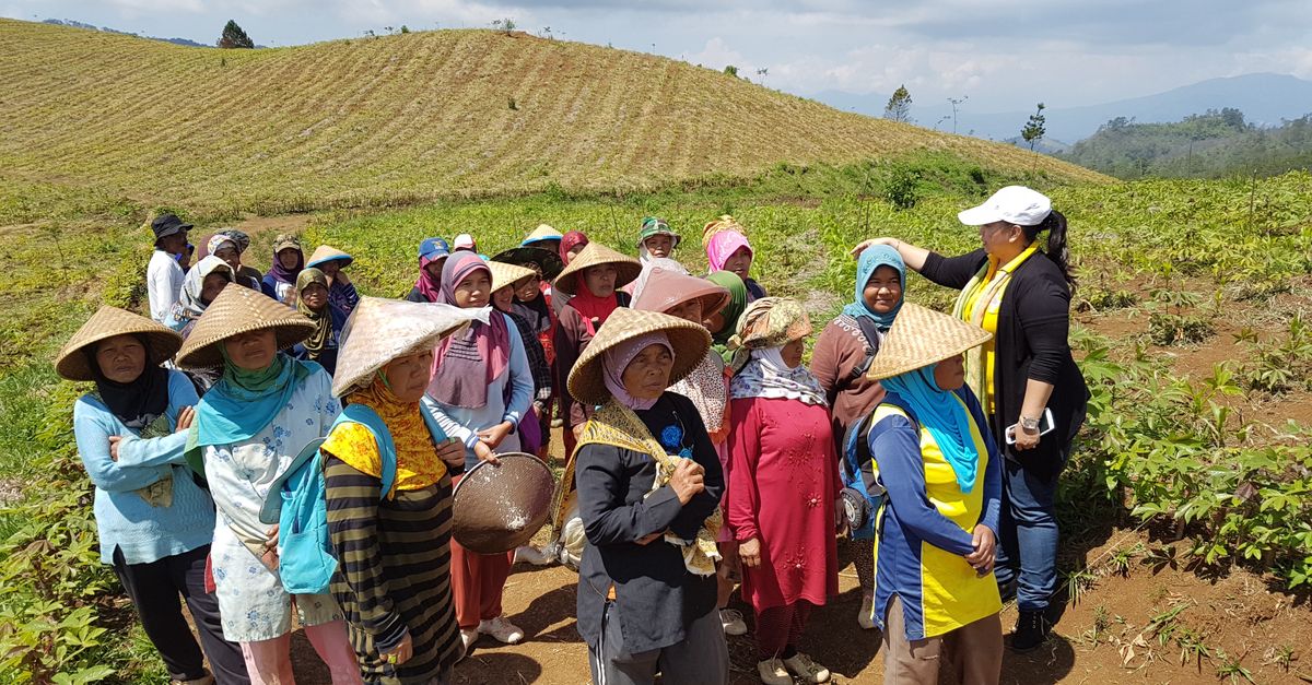 Strategi Jitu Petani Wirosari Atasi Layu Fusarium Bawang Merah