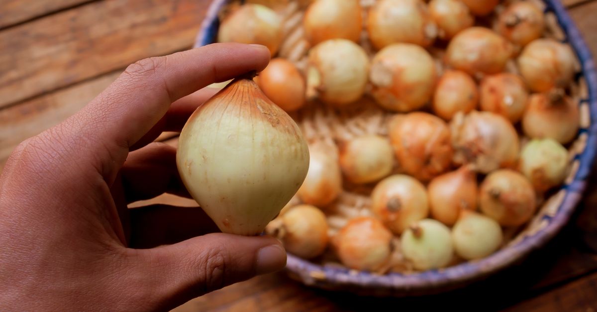 Panduan Lengkap: Cara Memilih Bawang Merah yang Bagus