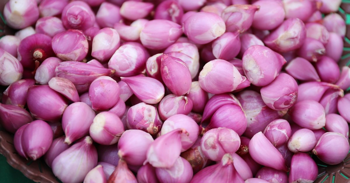 Cara Mengatasi Hama Ulat Bawang Merah: Panduan Efektif
