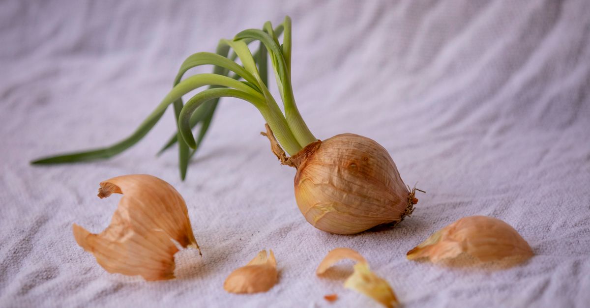 Waspada! Busuk Akar Bawang Merah Akibat Kelebihan Air dan Cara Mengatasinya
