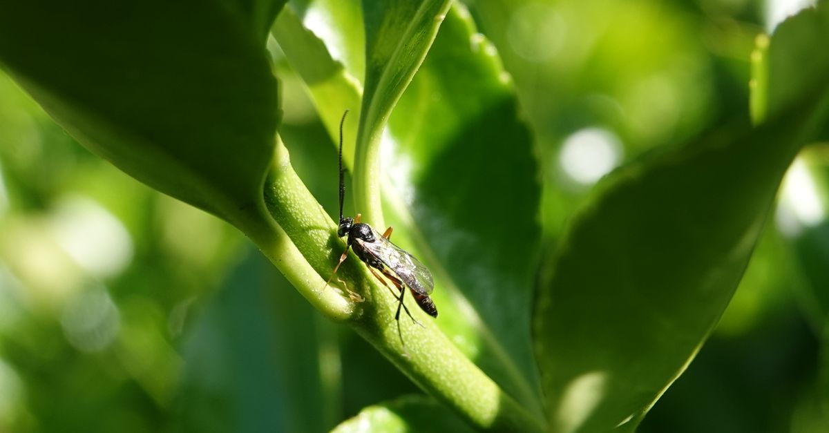Deteksi Dini Hama Thrips Bawang Merah: Cegah Gagal Panen!