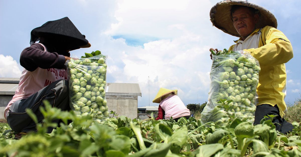 Optimalkan Hasil Panen: Strategi Rotasi Bawang Merah Grobogan