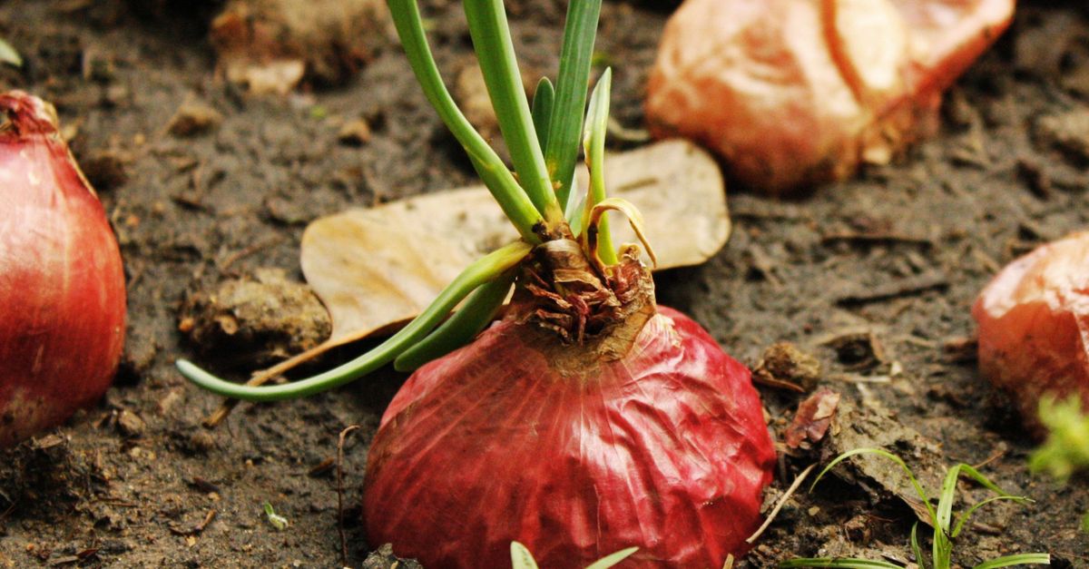 Jarak Tanam Bawang Merah Optimal Petani Wirosari, Grobogan
