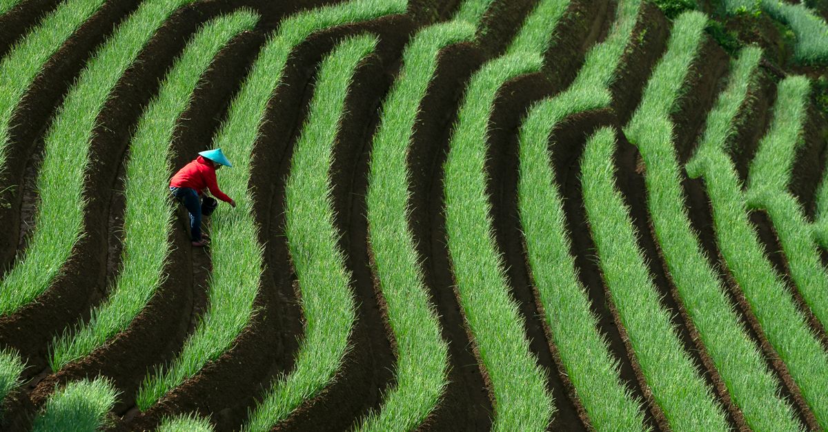 Kisah Sukses Petani Bawang Merah: Meraup Omzet Ratusan Juta