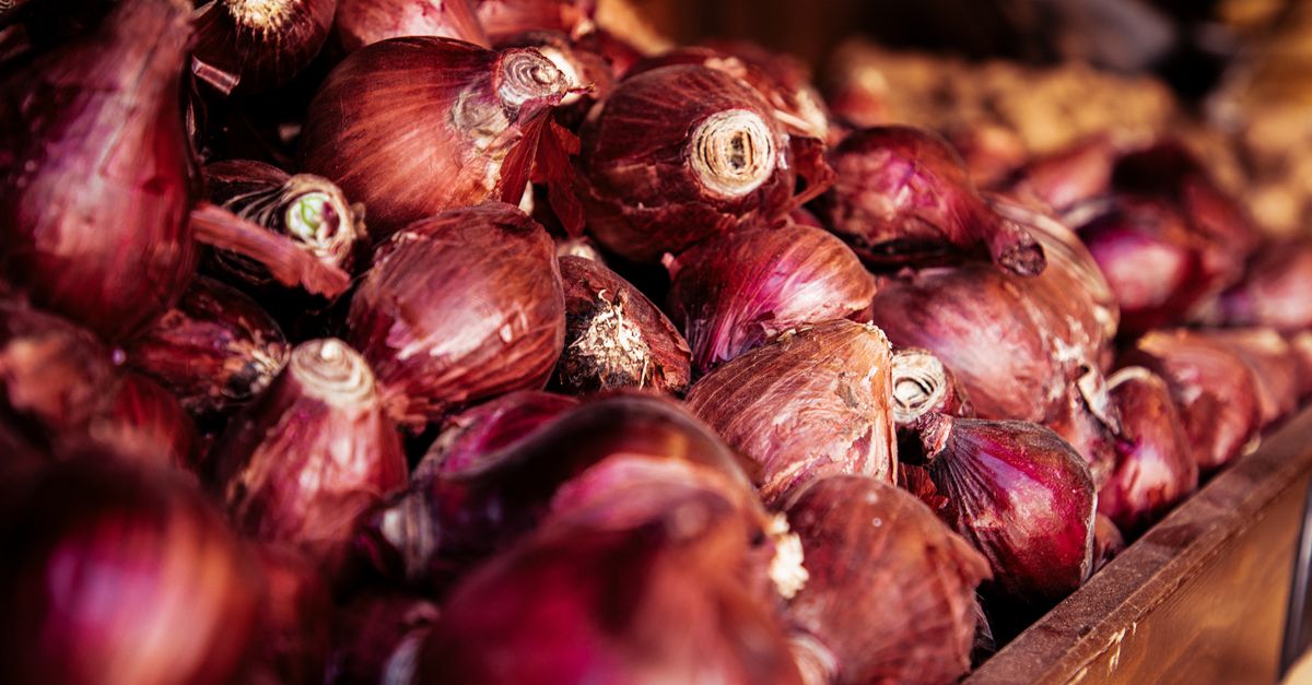Kompos Terbaik untuk Bawang Merah Grobogan: Panen Melimpah