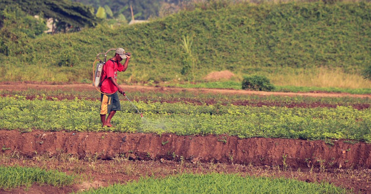 Kunci Pengendalian Hama Penyakit Terpadu Bawang Merah Optimal