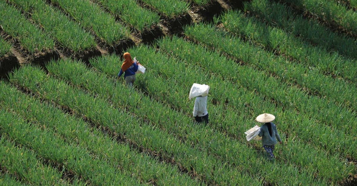 Manfaat Jaringan Petani Bawang Merah Grobogan: Kualitas Langsung Supplier