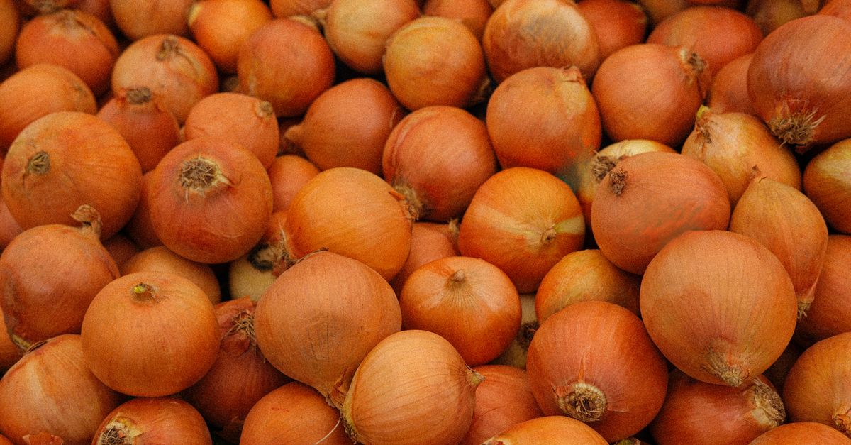Panduan Memilih Bibit Bawang Merah Unggul Wirosari Terbaik