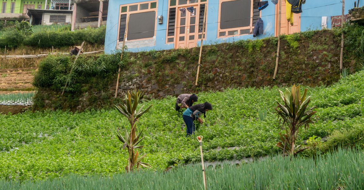 Optimal Kelembaban Gudang Bawang Merah Grosir Stabil: Kunci Kualitas