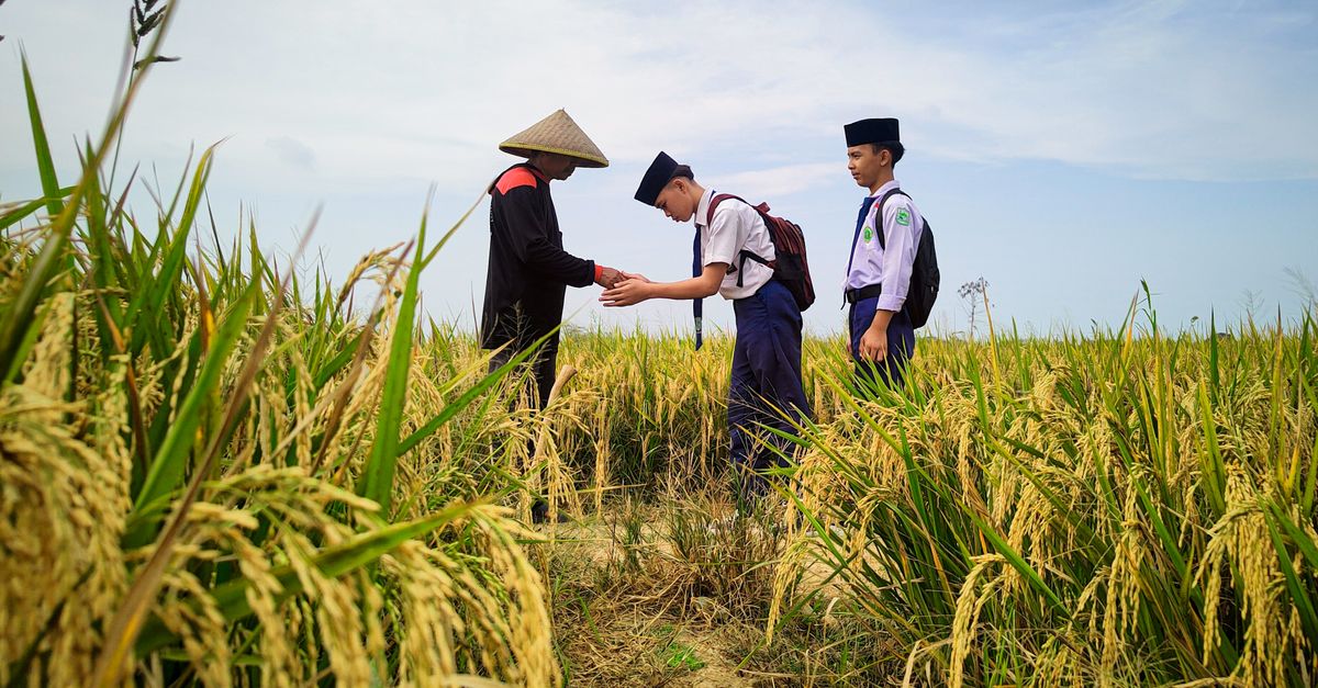 Strategi Optimalisasi Nutrisi Mikro Bawang Merah untuk Panen Berlimpah