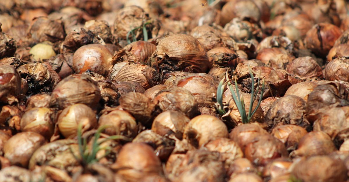 Panduan Lengkap Cara Menanam Bawang Merah untuk Pemula