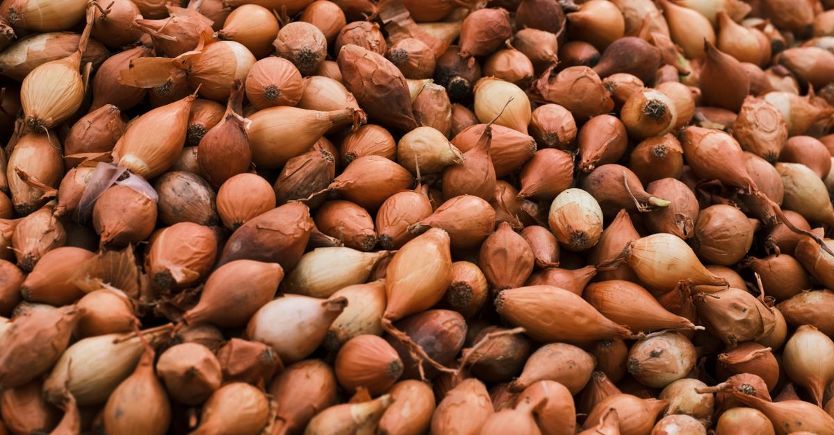 Panduan Lengkap: Menanam Bawang Merah di Musim Kemarau