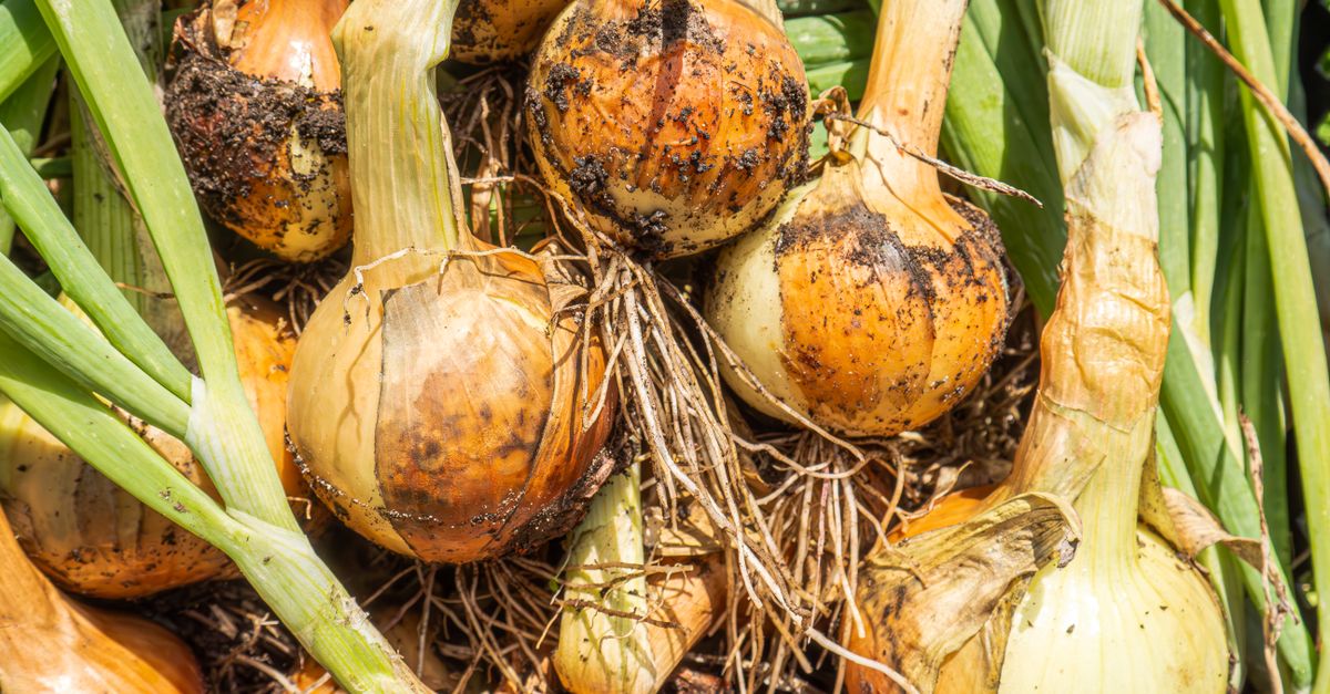 Penyakit Busuk Lunak Bawang Merah: Pencegahan Optimal