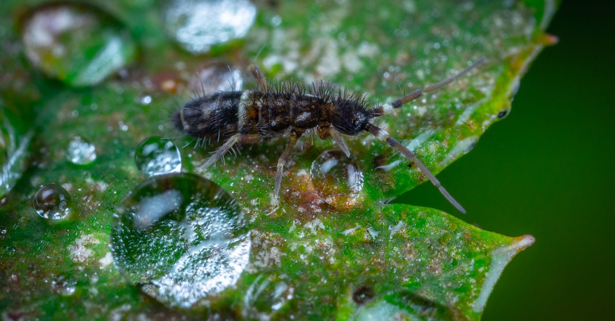 Strategi Pencegahan Hama Thrips Bawang Merah Tanpa Pestisida Kimia