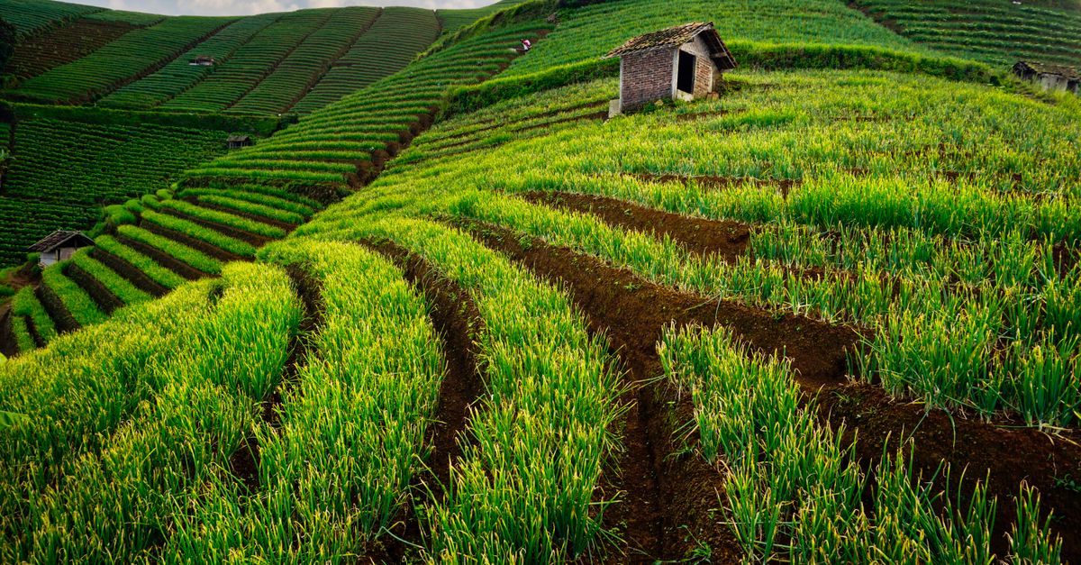 Pentingnya Ventilasi Gudang Bawang Merah Optimal untuk Kualitas