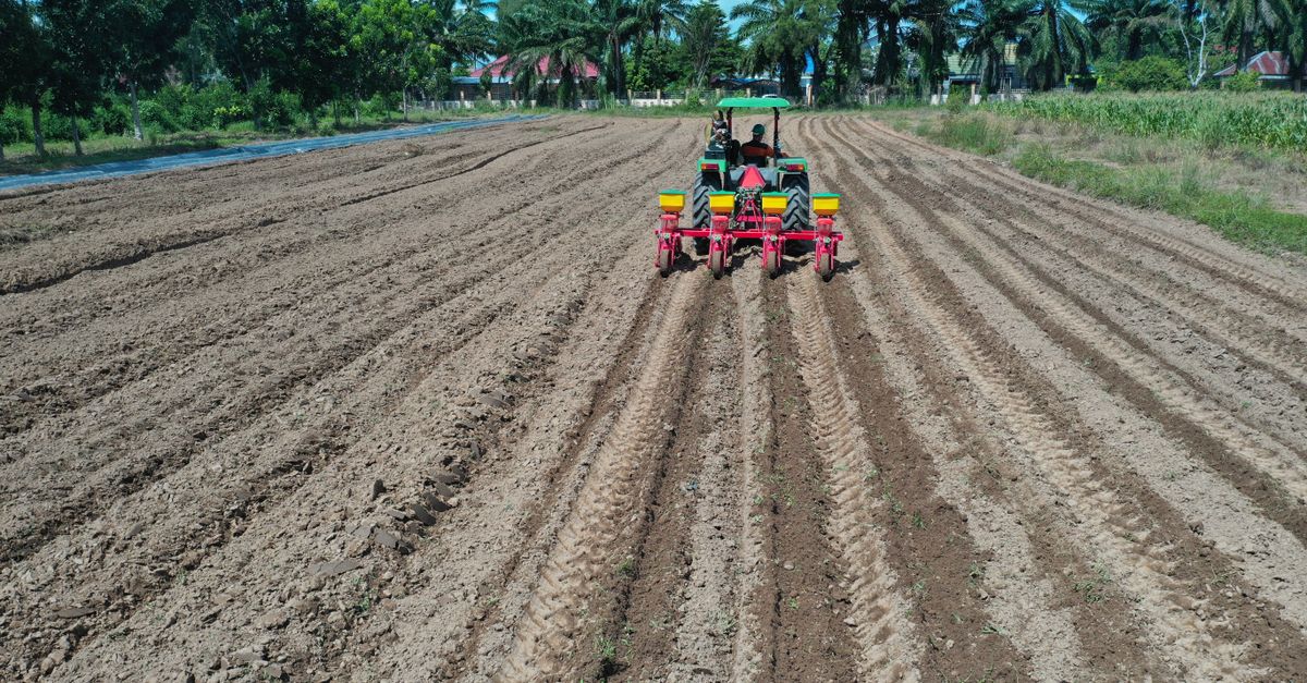 Menguatkan Petani: Peran Koperasi Pertanian Bawang Merah