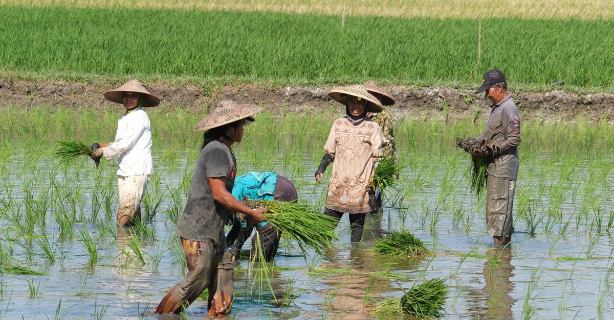 Peran Penting Petani Wirosari dalam Kualitas Bawang Merah Bersih