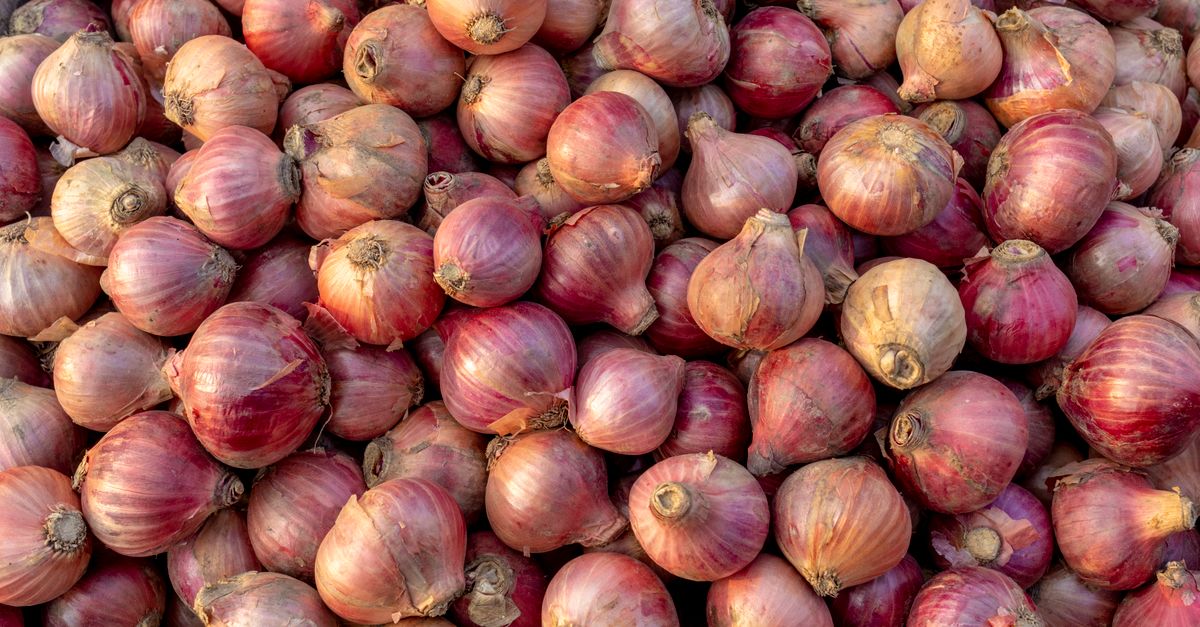 Sanitasi Bawang Merah Grosir Wirosari Teruji: Kualitas Terjamin