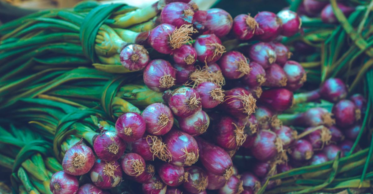 Pupuk Bawang Merah Terbaik: Kunci Panen Melimpah & Berkualitas