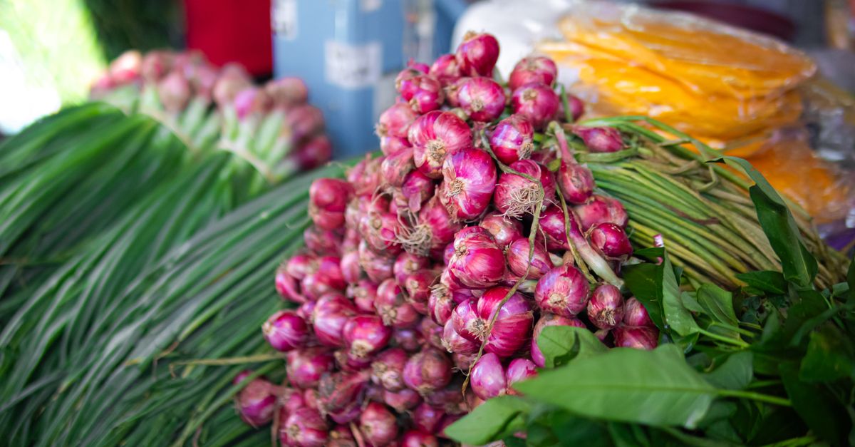Rahasia Panen Bawang Merah Melimpah di Lahan Sempit