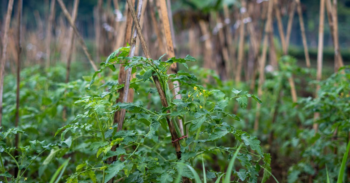 Cara Ampuh Cegah Tumbuh Tunas Bawang Merah Grosir Tahan Lama