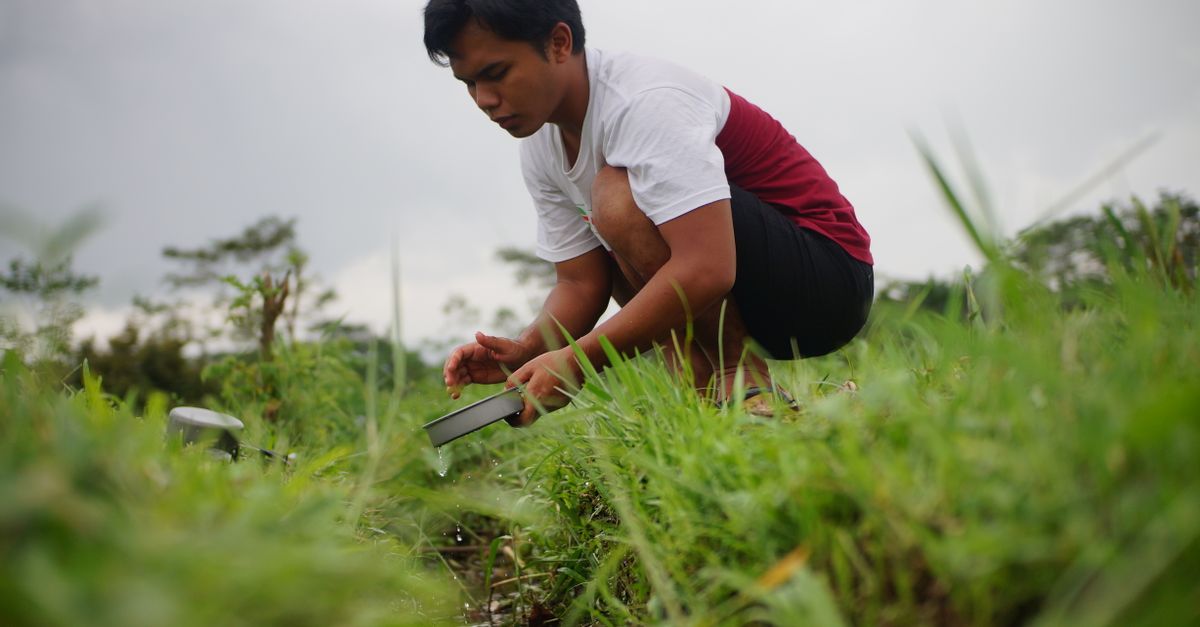 Strategi Pengendalian Kadar Air Bawang Merah untuk Kualitas Optimal