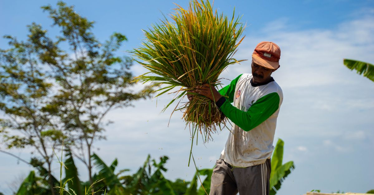 Strategi Petani Kurangi Limbah Kimia Bawang Merah Grobogan