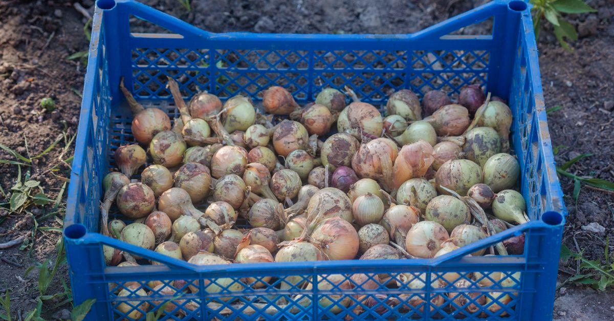 Teknik Memilih Bibit Bawang Merah Unggul untuk Panen Melimpah