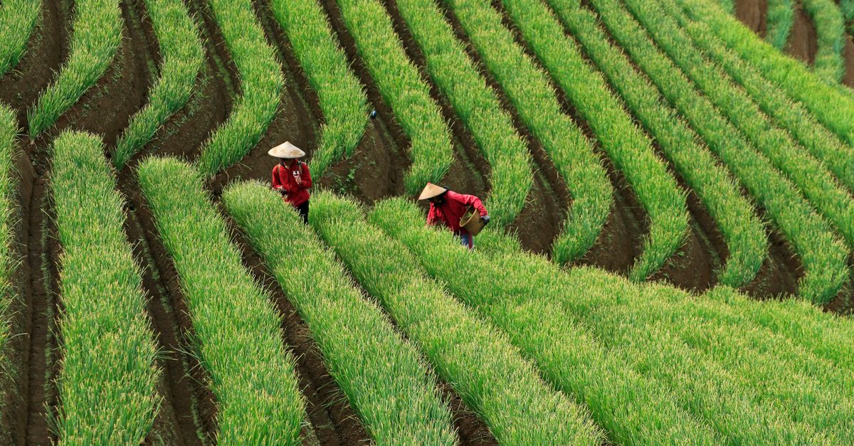 Teknik Penyiraman Bawang Merah Tepat: Panen Melimpah