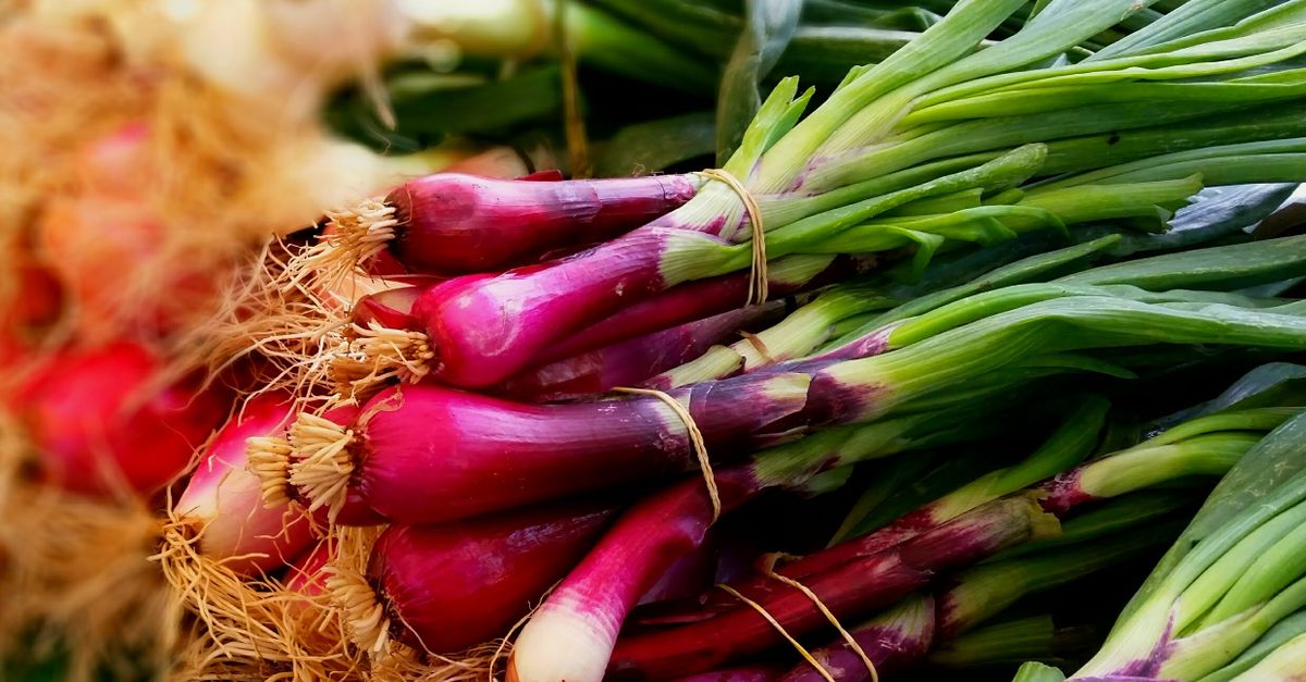 Tips Memilih Bibit Bawang Merah Kualitas Super untuk Panen Melimpah
